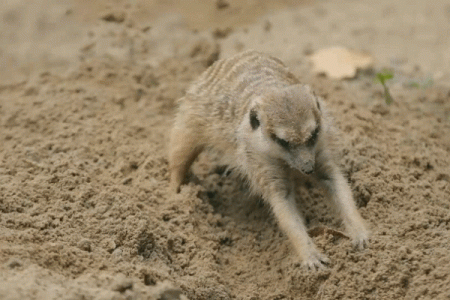 奴才之命指什么动物？揭示背后的趣味与文化意义！