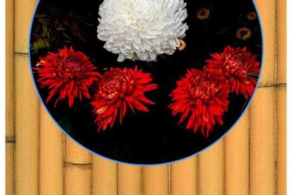 秋后菊花命:深秋中的坚韧与美丽 秋后菊花命:深秋中的坚韧与美丽