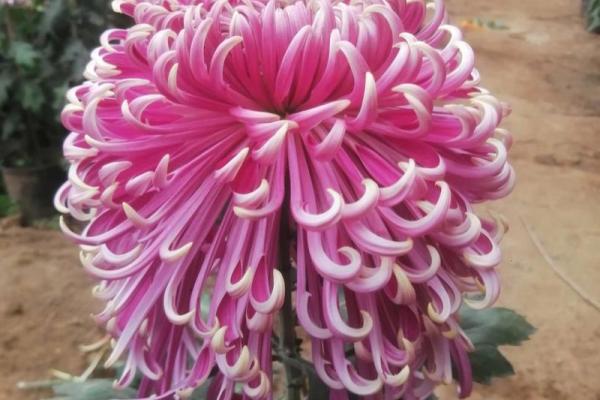 秋后菊花命:深秋中的坚韧与美丽 秋后菊花命:深秋中的坚韧与美丽