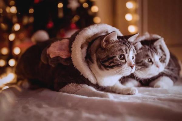 根据命理选择养宠物,幸福伴你左右! 根据命理选择养宠物,幸福伴你左右!