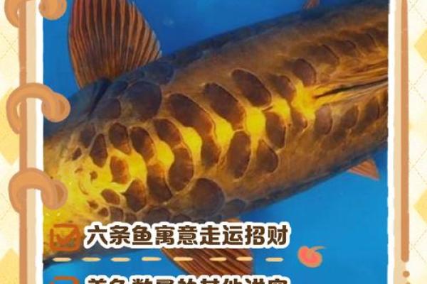 属马火命的人适合养什么鱼来挡煞气?教你捕捉祥和气场! 属马火命的人适合养什么鱼来挡煞气?教你捕捉祥和气场!