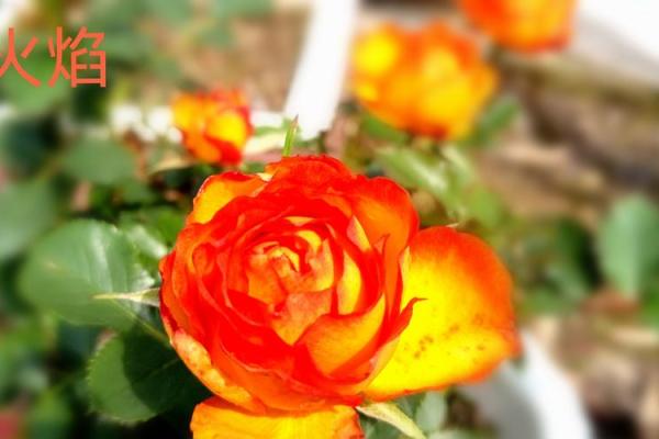 花园命:在生命的花海中绽放个性与魅力 花园命:在生命的花海中绽放个性与魅力