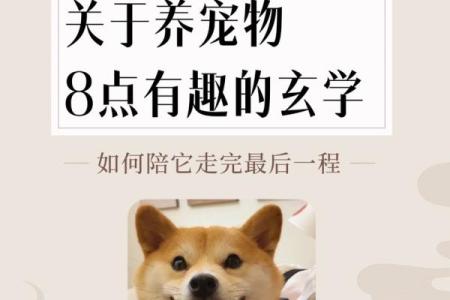 根据命理选择养宠物，幸福伴你左右！