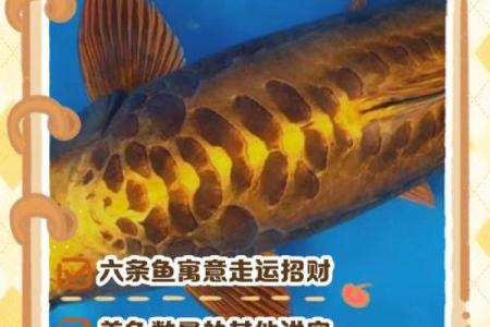 属马火命的人适合养什么鱼来挡煞气？教你捕捉祥和气场！