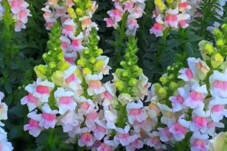 花园命：在生命的花海中绽放个性与魅力