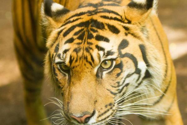 木命人的最佳搭档:适合的动物助您更好运势 木命人的最佳搭档:适合的动物助您更好运势