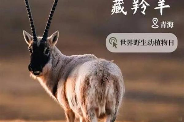 属羊的20岁命运解析：探索人生的转折与辉煌未来