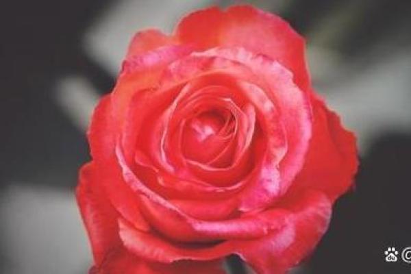 揭秘女性生肖带来的命运之旅，解锁人生新格局