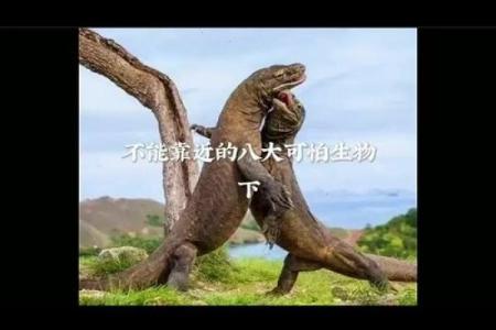 什么动物七条命都不能养？揭秘不适合家庭的神秘生物！