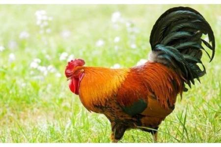 三十属鸡的命格解析：风华正茂的生肖人生