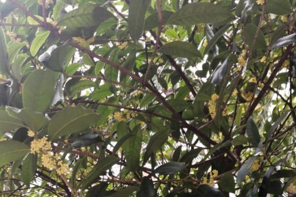 女子桂花命解析：温柔坚韧的生命之旅