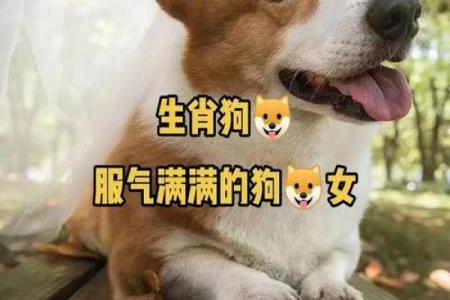 属狗男命与哪些属相最为相配？深度解析！