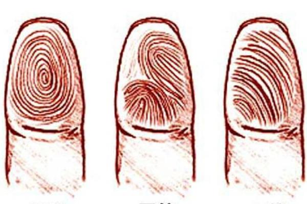 什么样的手纹才能判断是簸箕命?揭秘手纹与命运的神秘关系! 什么样的手纹才能判断是簸箕命?揭秘手纹与命运的神秘关系!