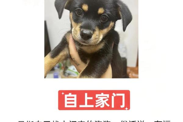 什么是土豪养狗的命?揭示富人养宠的背后故事! 什么是土豪养狗的命?揭示富人养宠的背后故事!