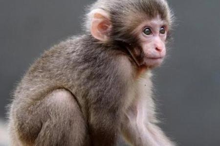 属猴04年女孩子的命运解析：聪慧机灵的个性与未来发展之路