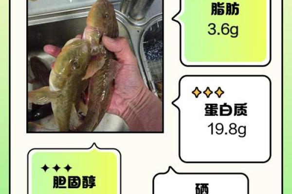 适合沙中土命的鱼类推荐与养护技巧分享 适合沙中土命的鱼类推荐与养护技巧分享