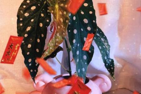 石榴木命男士的提升之道：如何选择合适的养物与伴侣