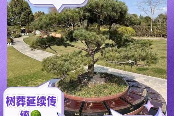 山头命坟地理想树种选择,助力家族运势与环境和谐! 山头命坟地理想树种选择,助力家族运势与环境和谐!