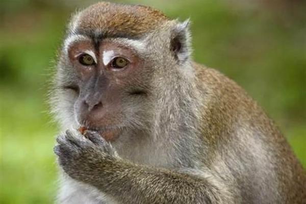 属猴的土命职场发展:最佳赚钱工作与职业选择指南 属猴的土命职场发展:最佳赚钱工作与职业选择指南