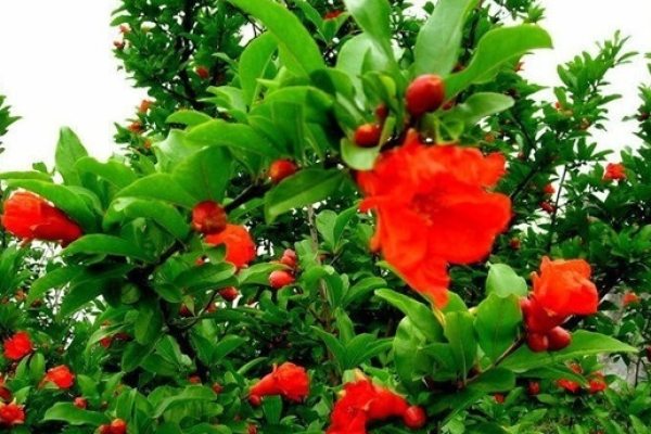 石榴木命人适合养何种花卉？揭秘花卉与命运的奇妙关系！