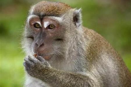 属猴的土命职场发展：最佳赚钱工作与职业选择指南