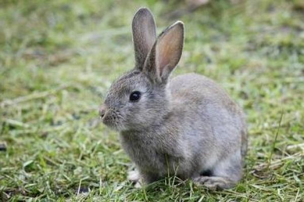 三月出生的兔子——命格解析与幸福密码 三月出生的兔子——命格解析与幸福密码