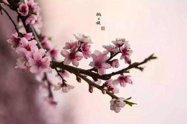 什么命的有双重桃花:揭开你的情感新篇章 什么命的有双重桃花:揭开你的情感新篇章