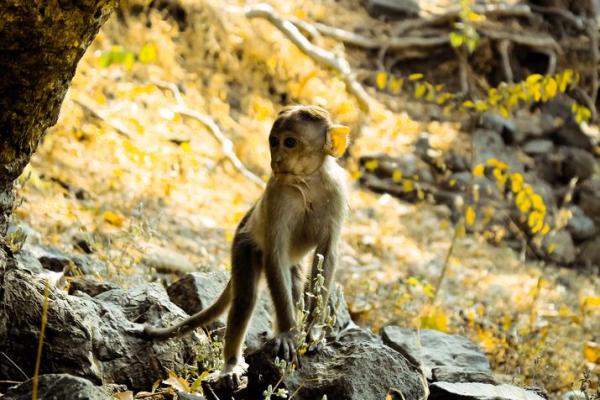 属猴男人的命理解析：聪慧灵活的生肖之旅