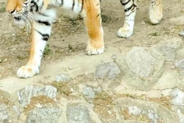 揭秘七六年老虎的命运与性格——生于风云,命运如虎! 揭秘七六年老虎的命运与性格——生于风云,命运如虎!