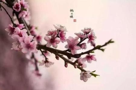 什么命的有双重桃花：揭开你的情感新篇章