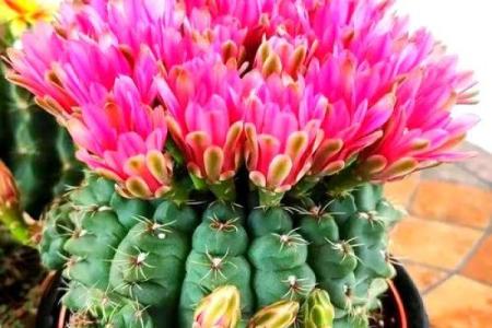 石榴木命的花卉养护：适合的花卉选择与养护技巧