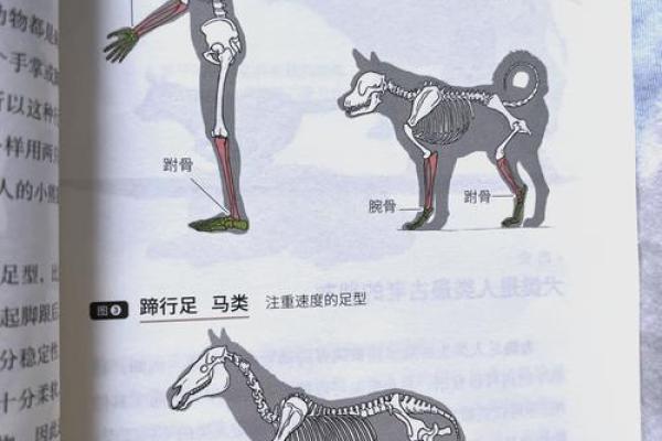 什么属有两条腿的命:探索人类与动物的奇妙联系 什么属有两条腿的命:探索人类与动物的奇妙联系