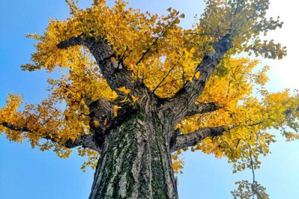 属猴巳时生人的命运解析：智慧与挑战并存的生命旅程