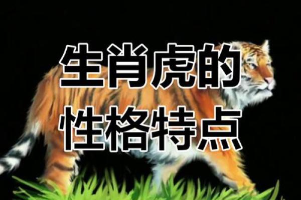 属虎之人:62年虎的命理与性格解析 属虎之人:62年虎的命理与性格解析