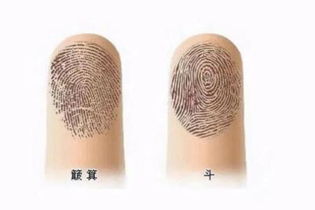 十指簸箕没有斗的命运解读与人生哲学