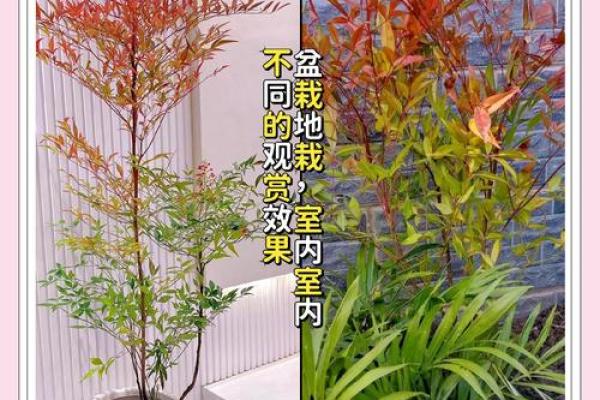 山头火命男与适合养殖的植物选择 山头火命男与适合养殖的植物选择