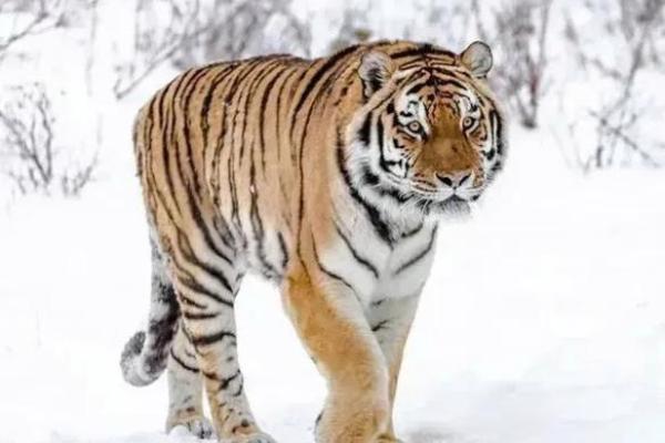 农历八月三十出生属虎：探寻命运与性格的奥秘