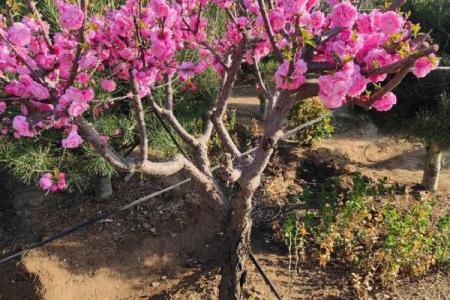 属马的火命人适合种植哪些植物？火命人的种植指南