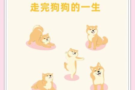 属狗人的命运解析：守护与忠诚的生命之旅