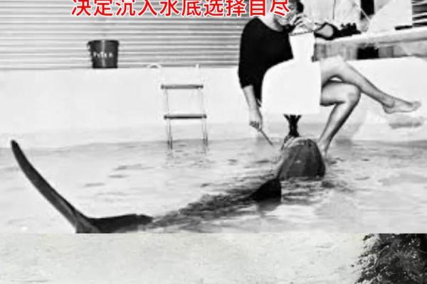 海豚救人：神秘海洋生物的温情传说与科学探索