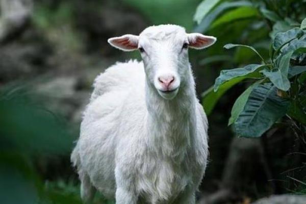 属羊女性命运解析：温柔如羊，智慧如泉