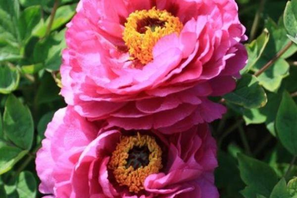 属狗命中哪些富贵命,助你一生好运常相伴! 属狗命中哪些富贵命,助你一生好运常相伴!