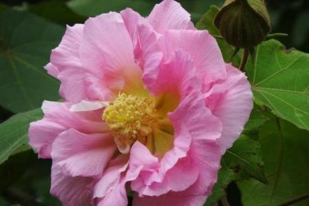 揭开八月初三出生的命运之谜，探索命理背后的深意