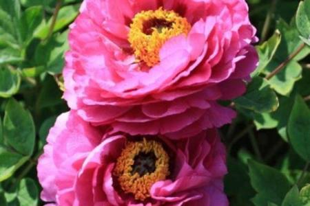 属狗命中哪些富贵命，助你一生好运常相伴！