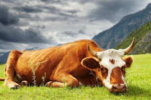 十月出生属牛的命运解析：从性格到运势全方位剖析