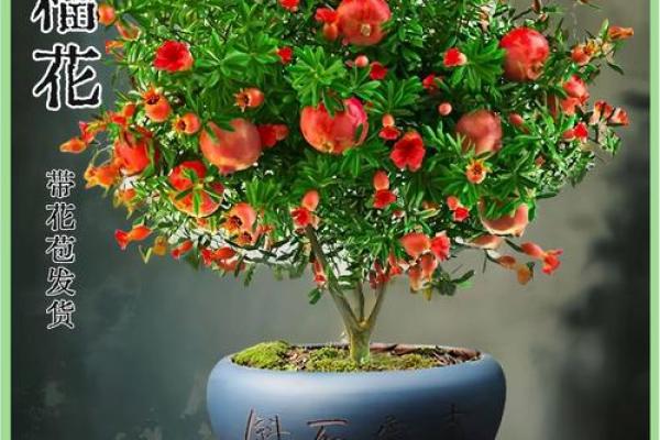 石榴木命的颜色探索：如何选择适合你的生活色彩