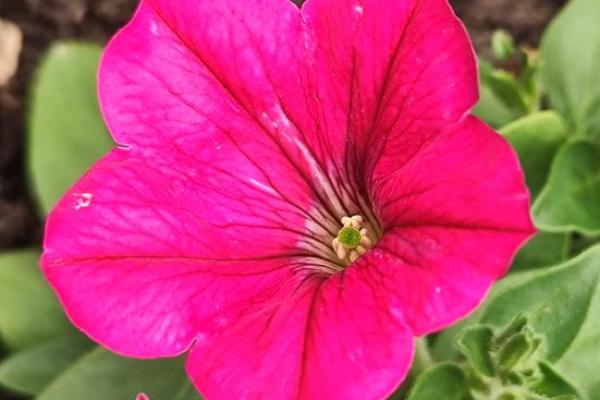 女人爱花如命的好处：生活因花而美丽，心情因花而愉悦！