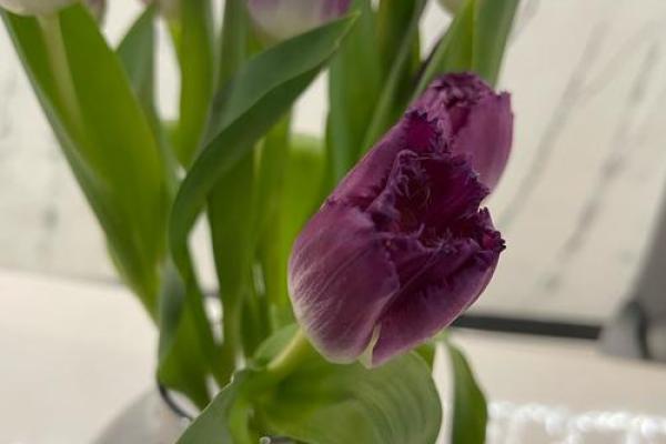 女人爱花如命的好处：生活因花而美丽，心情因花而愉悦！