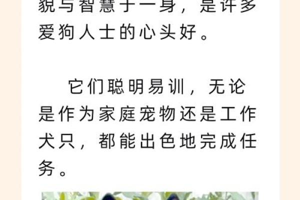 属狗的人命格解析：忠诚与智慧的结合之道