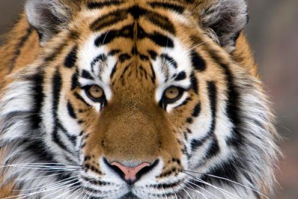 如何为土命虎搭配幸运物，提升本命年运势？